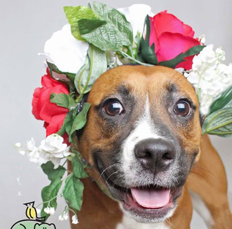 a dog wearing a red and white flower crown