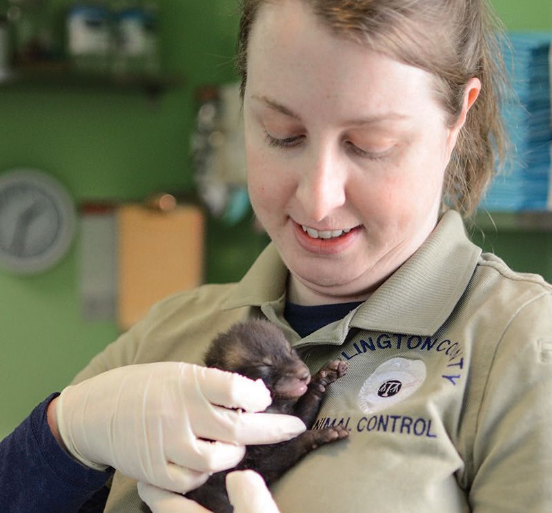 Chief animal control officer Jennifer Toussaint checks the condition of a baby fox