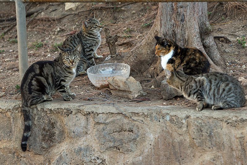 a group of community cats gathered around a bowl