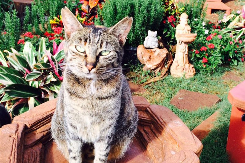 a cat sitting on a stone in a garden