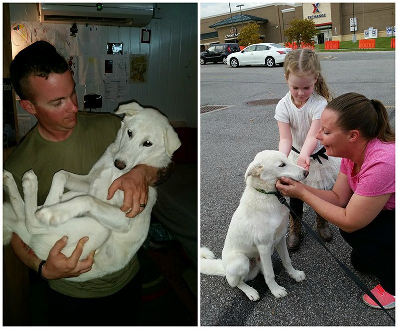 collage: a man cradles a dog on the left, a woman and child pet the same dog on the right