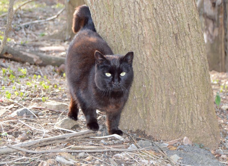 an ear-tipped cat rubbing against a tree
