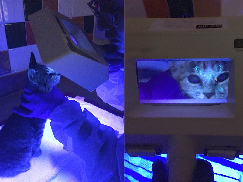 A vet using a Wood's light to detect ringworm on a cat