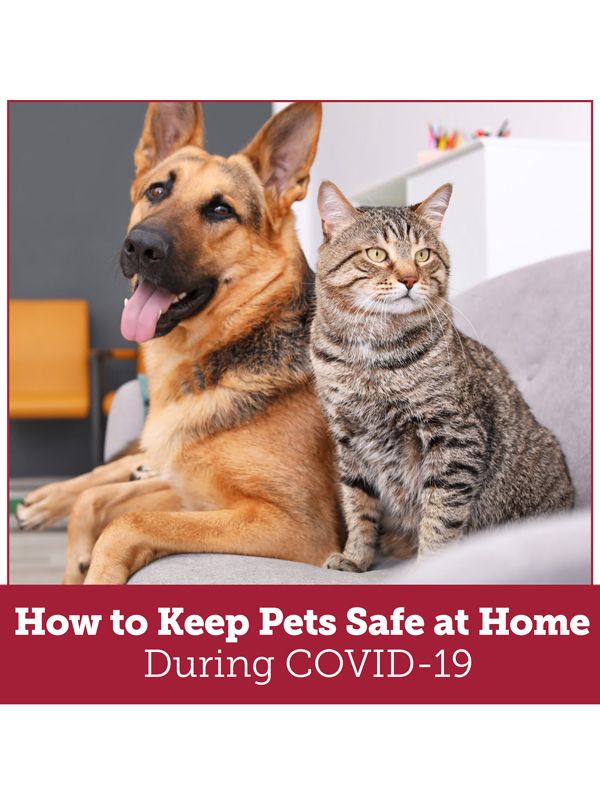 How to keep pets safe at home during COVID-19 - Sharegraphics
