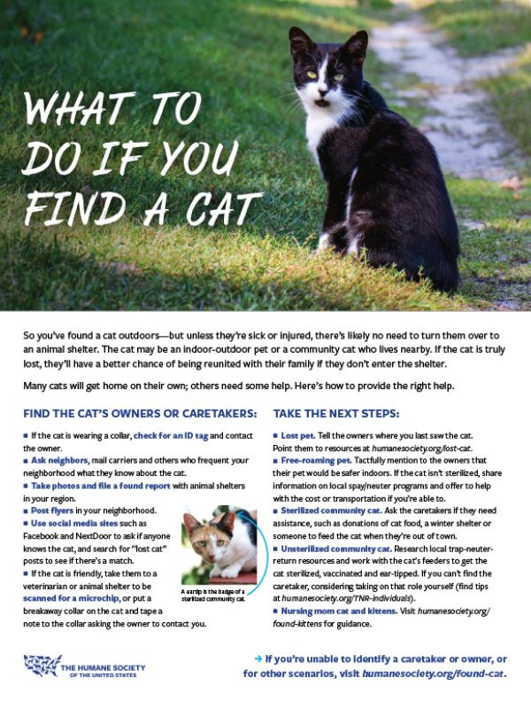Cover of Found Cat Factsheet