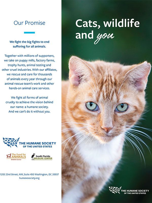 Cats, Wildlife and You Brochure