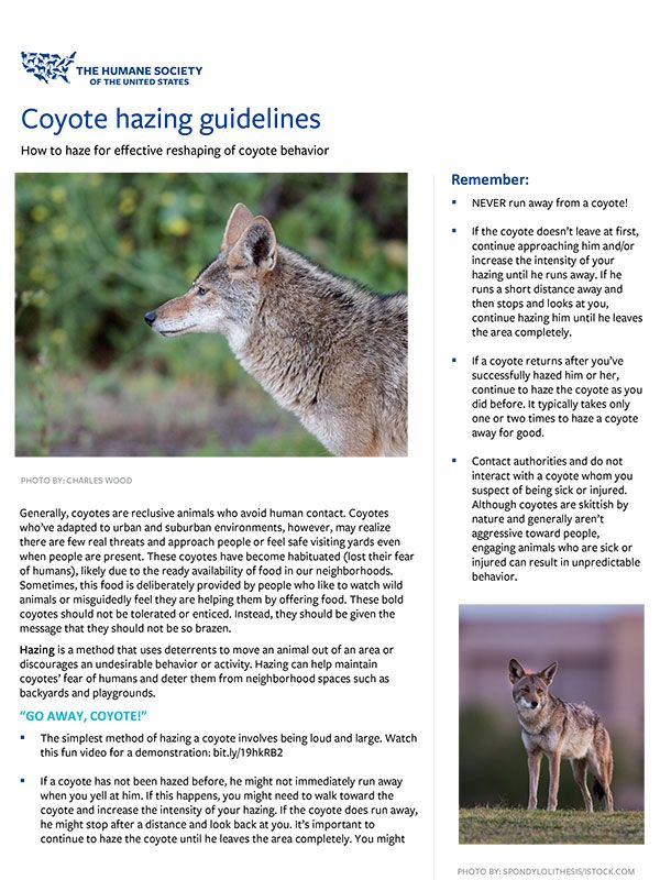 Coyote Hazing Guidelines Fact Sheet