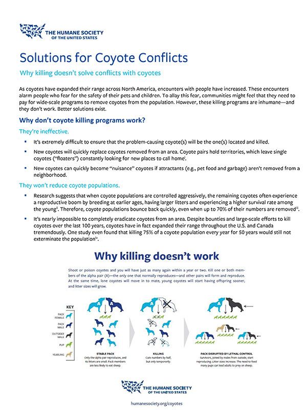 Solutions for Coyote Conflicts