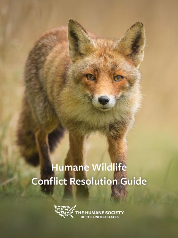  Humane Wildlife Conflict Resolution Guide
