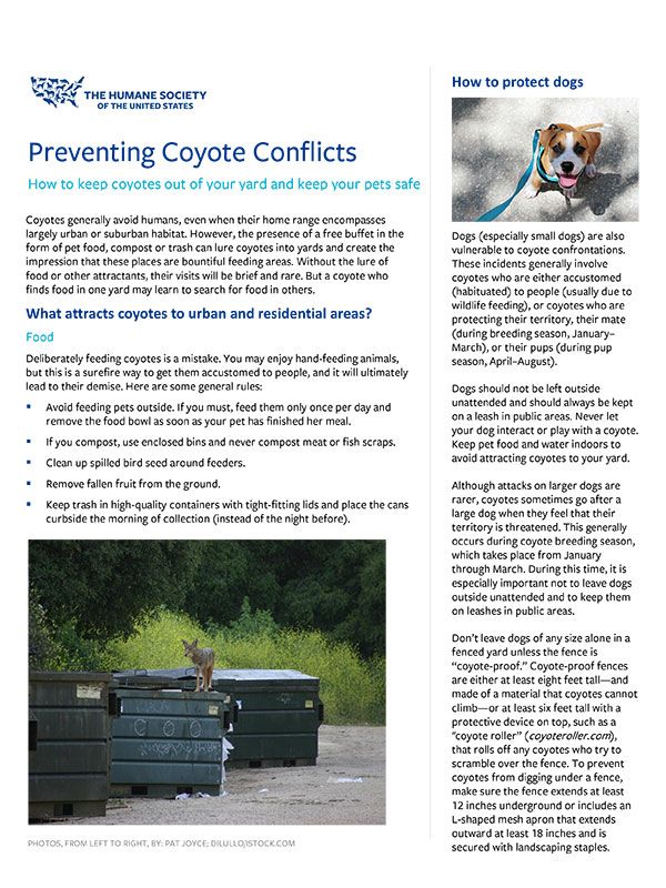 Preventing Coyote Conflicts Fact Sheet