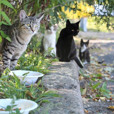 a group of community cats stand near food bowls on a curb
