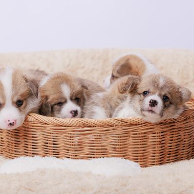 Newborn puppies in a basket