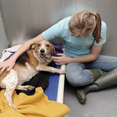 a woman comforts a dog lying on a bed