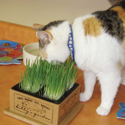 a cat eating grass from a pot