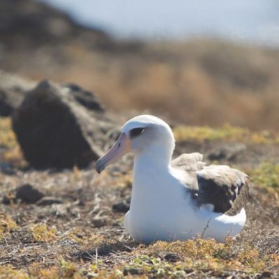 an albatross sitting on some moss