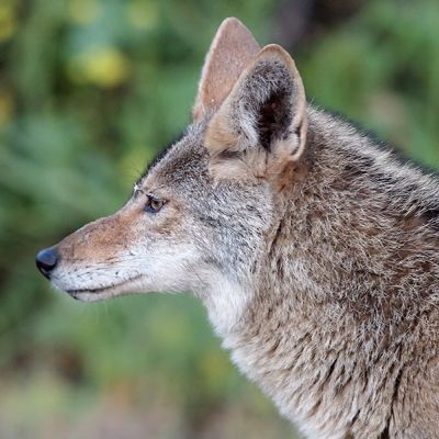 Coyote in profile