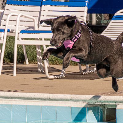 a dog leaps into a pool