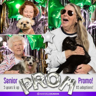 collage of senior citizens posing with shelter pets in front of a prom backdrop