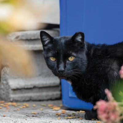 Cat next to recycling bin