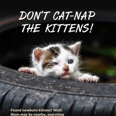Don’t cat-nap the kittens!