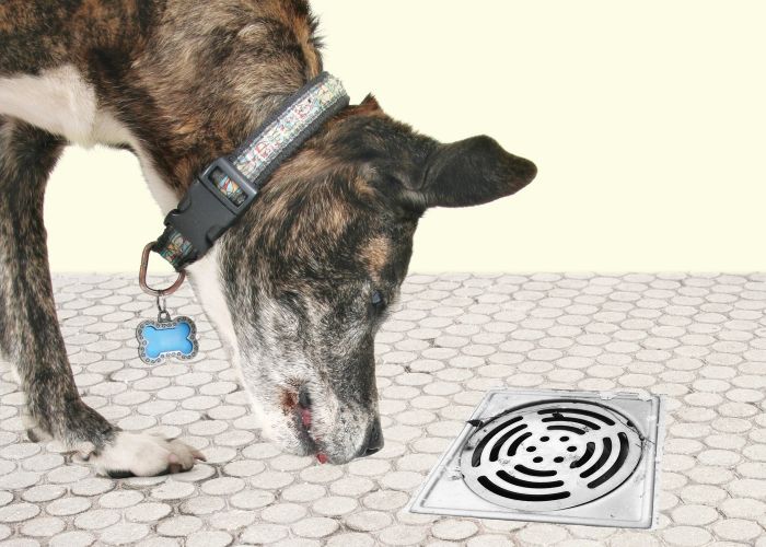 A dog sniffing at a bathroom drain