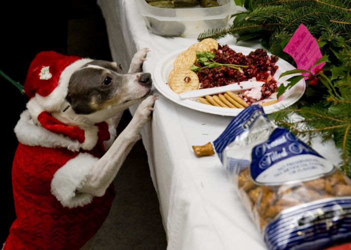 a dog dressed in a santa costume tries to reach a plate of cookies on a table