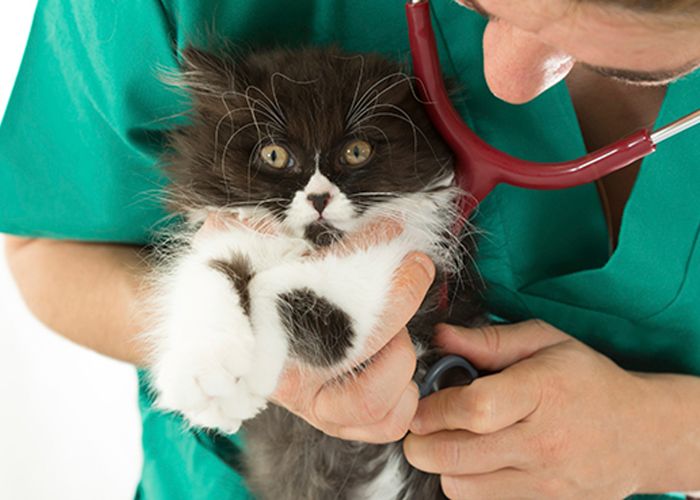 closeup of a cat being examined by a vet