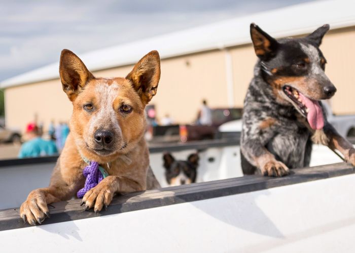 Two dogs peering over the bed of a truck