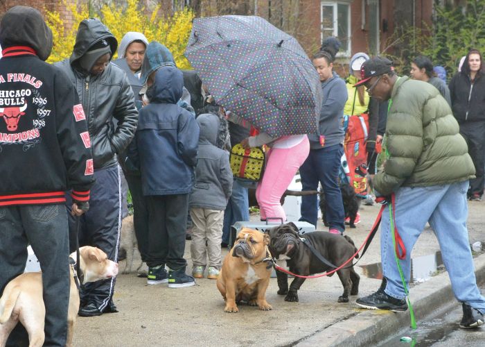 a group of people lined up on the sidewalk with their pets