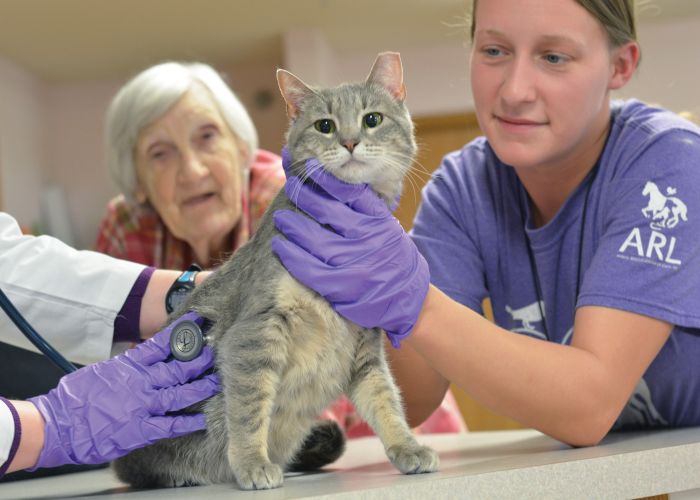 a cat is examined by a veterinarian while its owner looks on