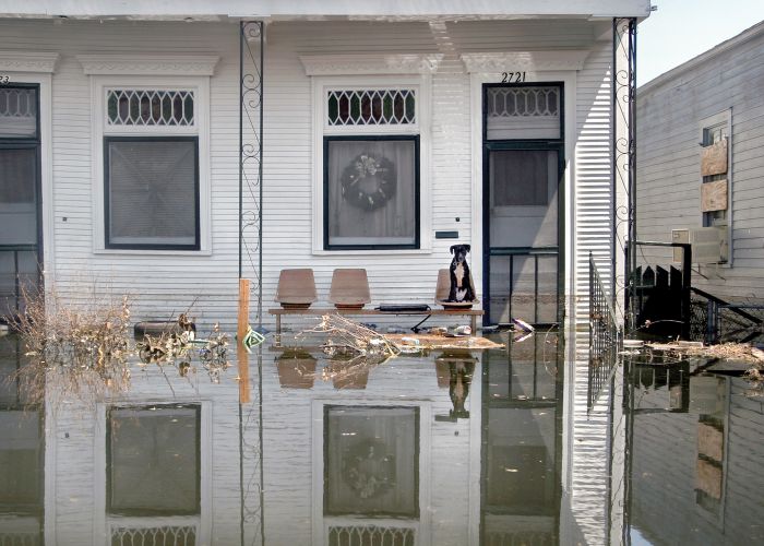 a dog sits on a flooded porch