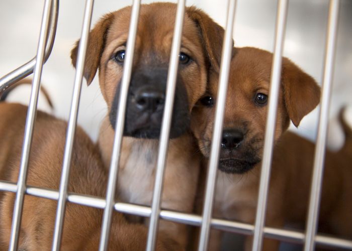 two puppies staring out of a kennel