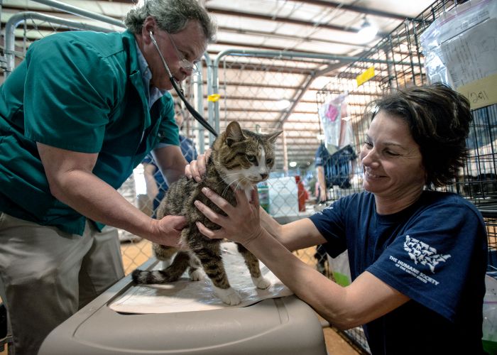 a vet examines a cat while a woman comforts it