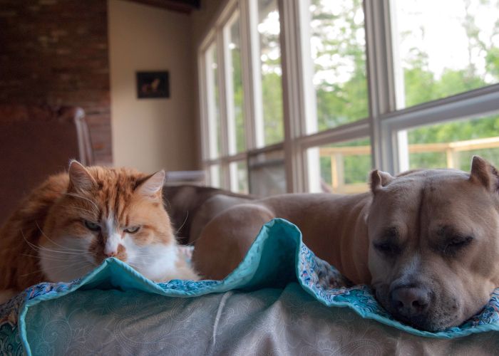 a cat and dog relaxing side by side