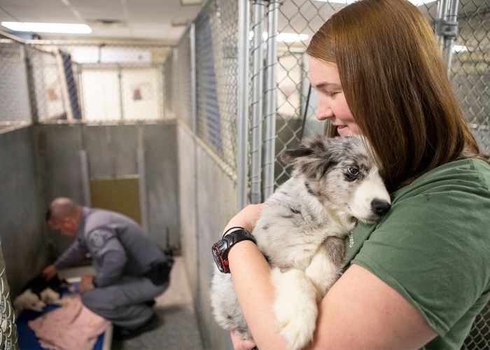 Shelter working holding a scared dog in a kennel.