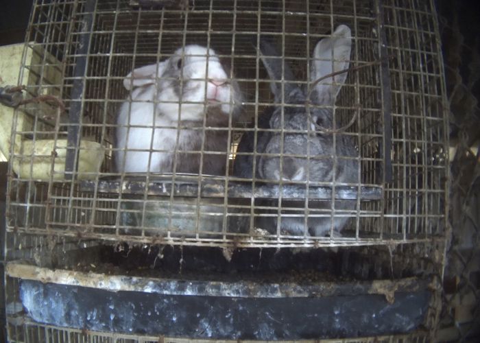 two rabbits in a filthy rusted cage