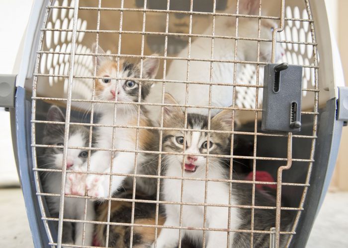 Three calico kittens in a crate