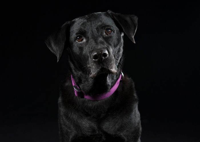 a large black dog in a purple collar