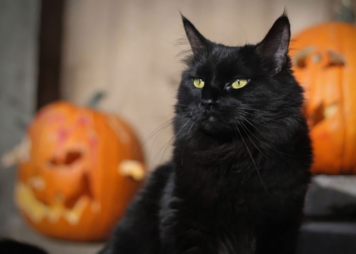 A black cat between jack-o-lanterns
