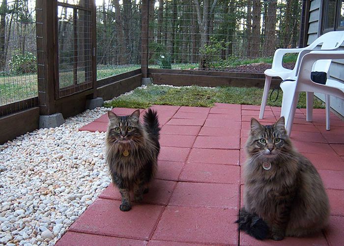 Two cats in a catio