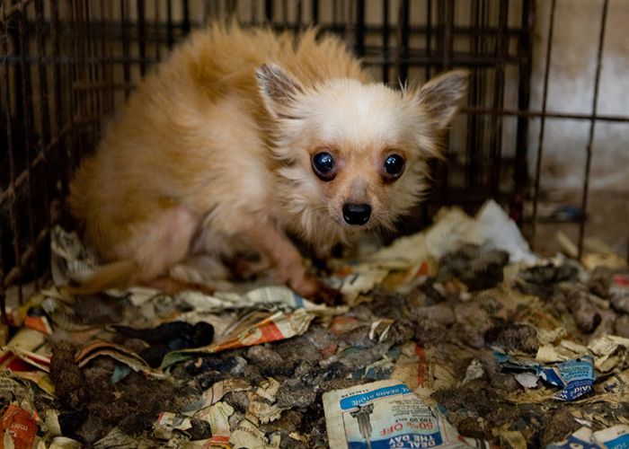 a frightened dog in crate filled with feces and soiled newspapers