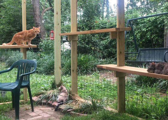 Three cats relaxing in a spacious catio