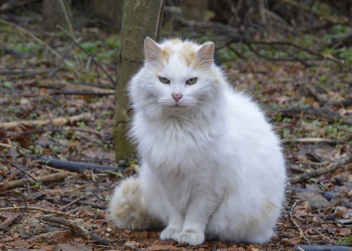 a large white cat in the woods