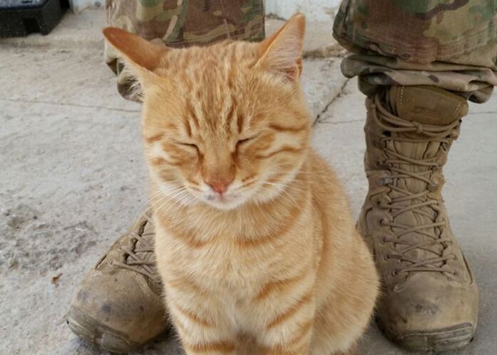 a cat standing in front of a soldier's boots