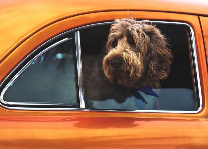 a dog pokings its head out of the window of an orange car