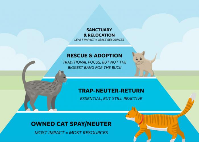 Graphic of a community cat management pyramid