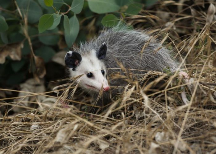 an opossum standing beneath a bush