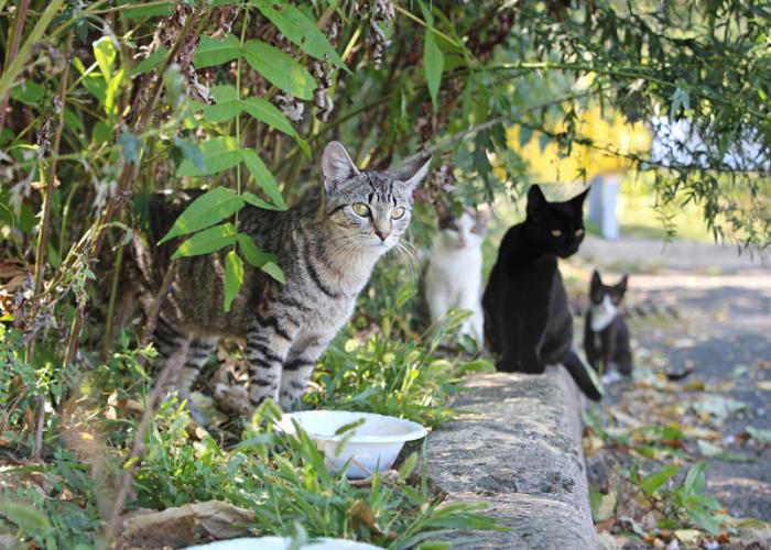 a group of community cats near the roadside