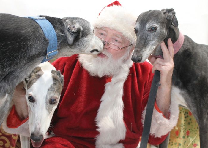 Santa poses with three greyhounds