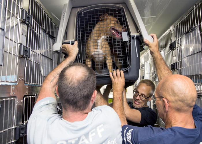 Three men help unload a dog in a crate from a vehicle
